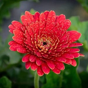 জারবেরা ২০ পিছ ভিন্ন ভিন্ন কালারের প্যাকেজ