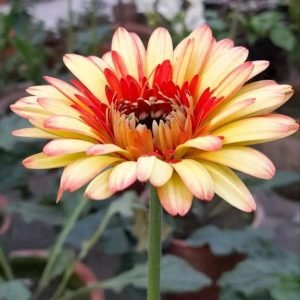 জারবেরা ২৫ পিছ ভিন্ন ভিন্ন কালারের প্যাকেজ