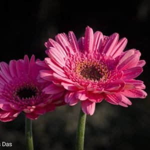 জারবেরা ১৫ পিছ ভিন্ন ভিন্ন  কালারের প্যাকেজ