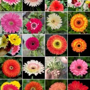 জারবেরা ১০পিছ ভিন্ন ভিন্ন  কালারের প্যাকেজ